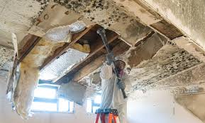 Best Attic Mold Removal  in Bayside, WI